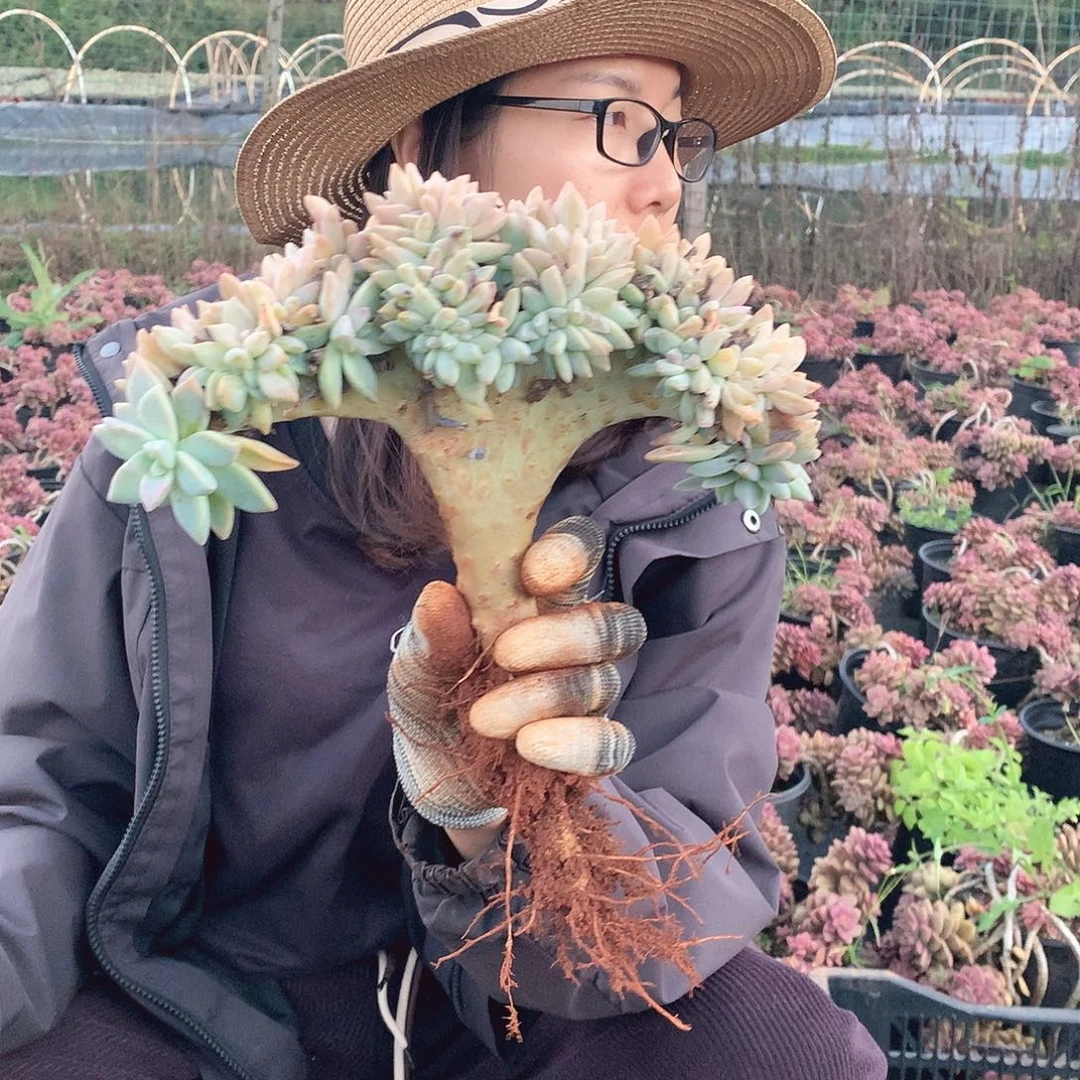 596 淡雪缀 一物一拍