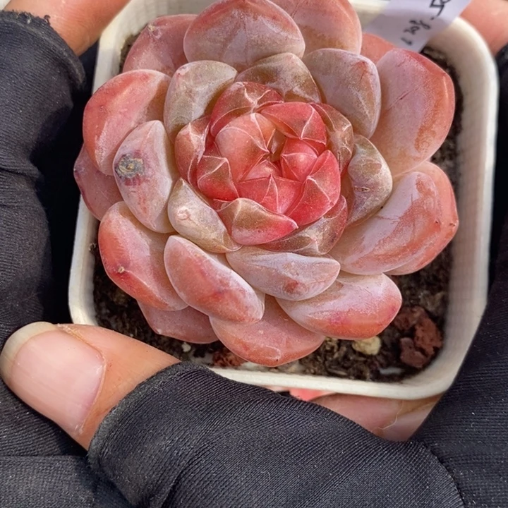 1208-588，粉魄多肉