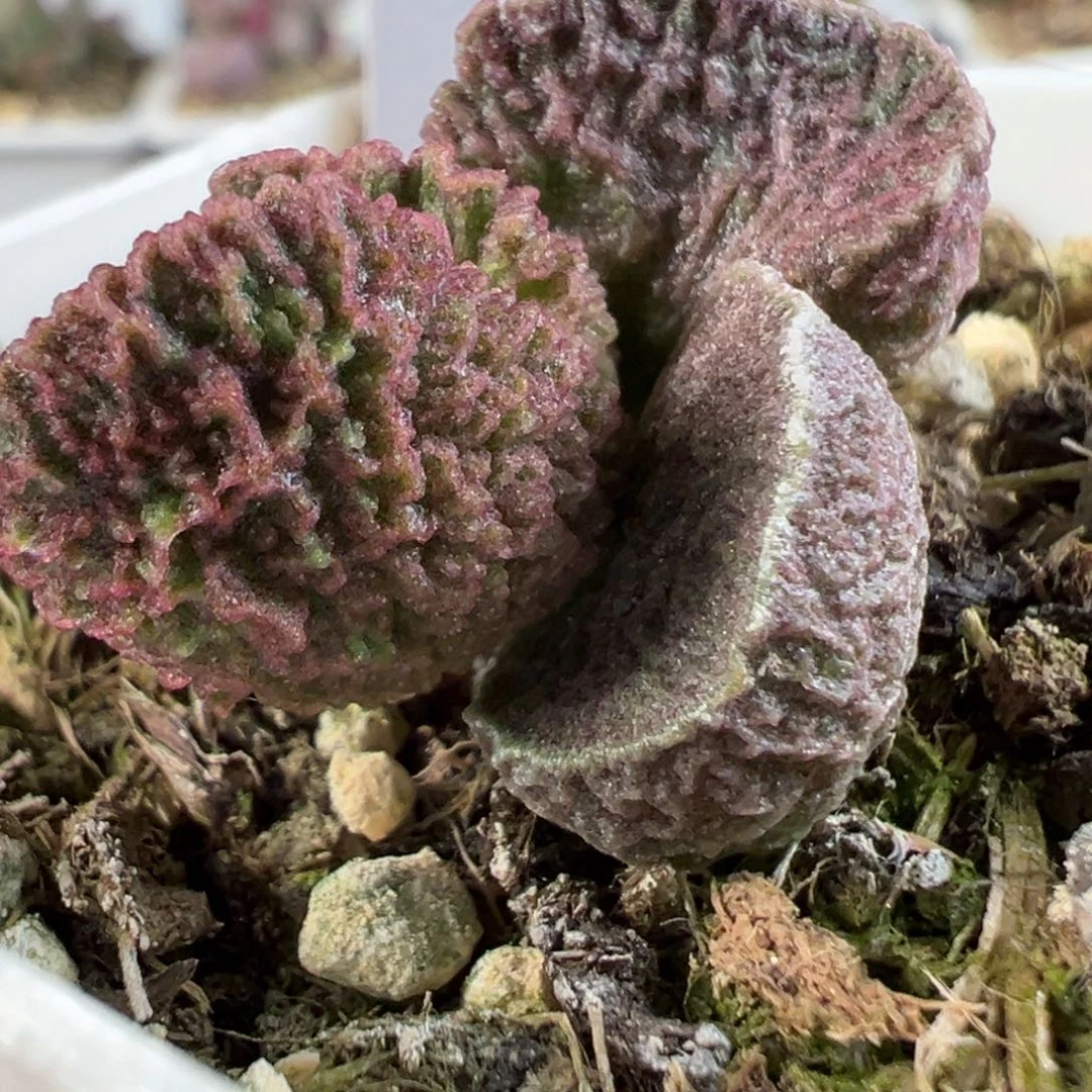 茶 颗粒纹路质感实生新品