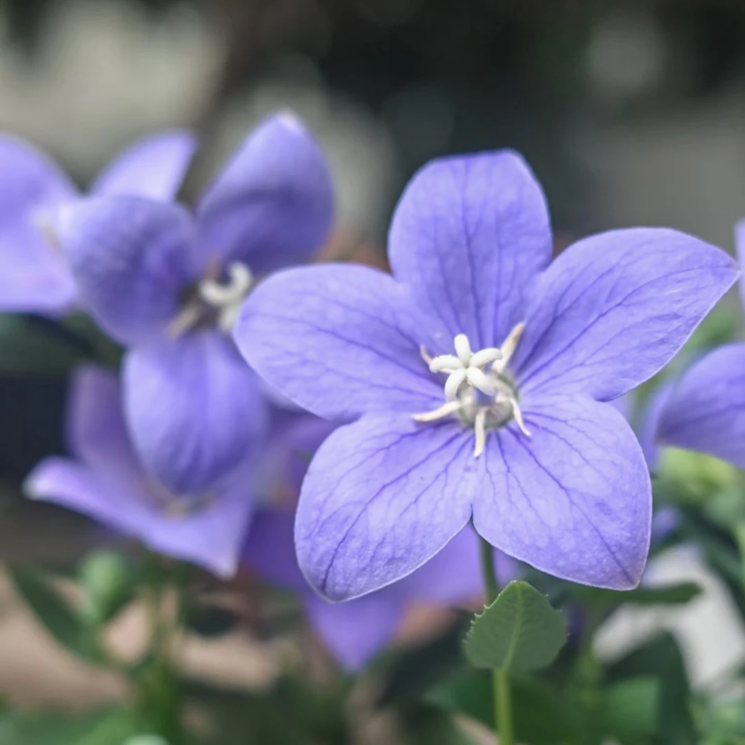 中华桔梗庭院绿植四季开花耐寒耐旱好养活室内花卉