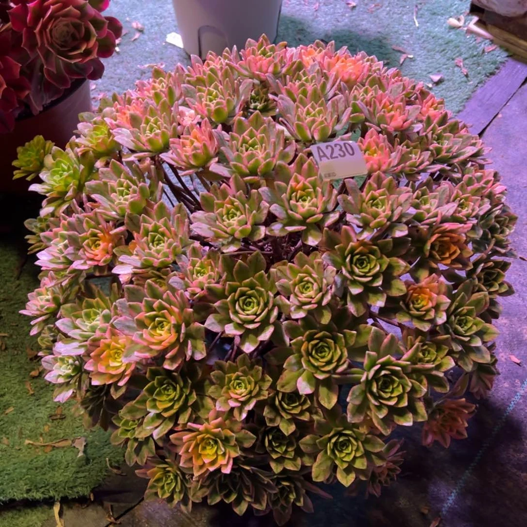 ?*?230甜茶法师多肉