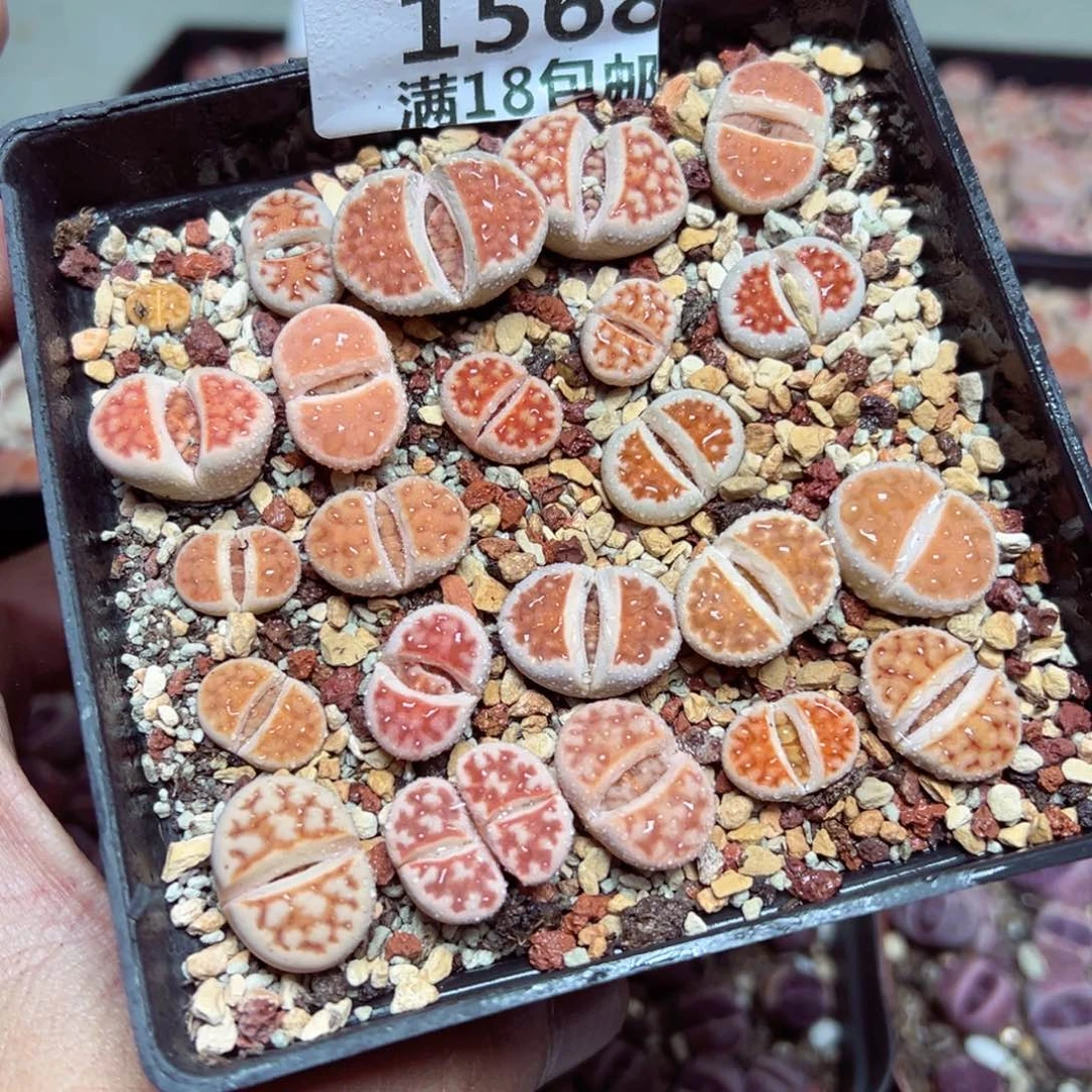 【闪购商品】 1568。