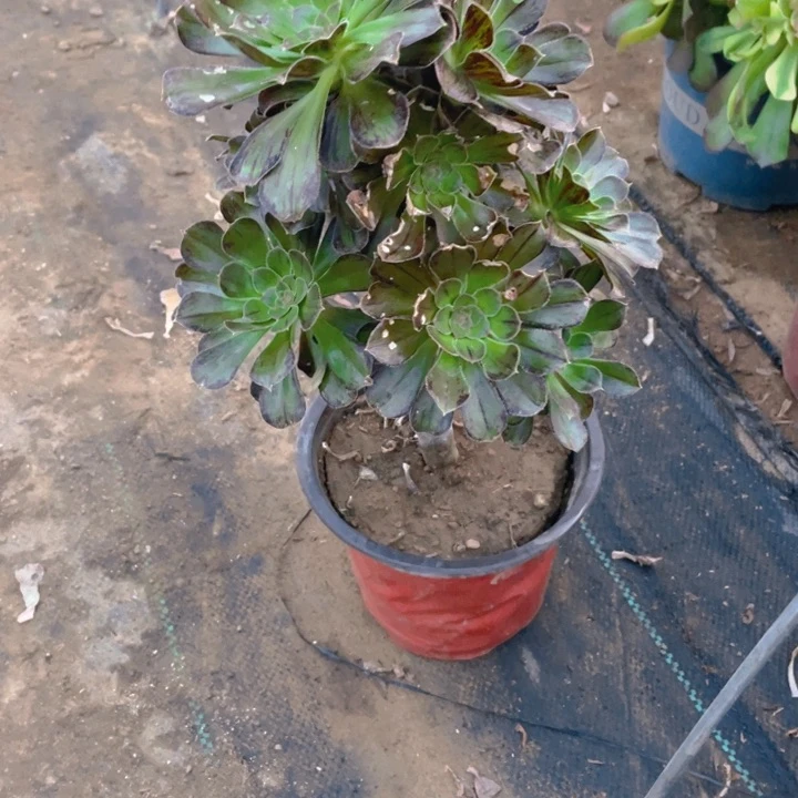 392拉丝金法师多肉断枝不售后