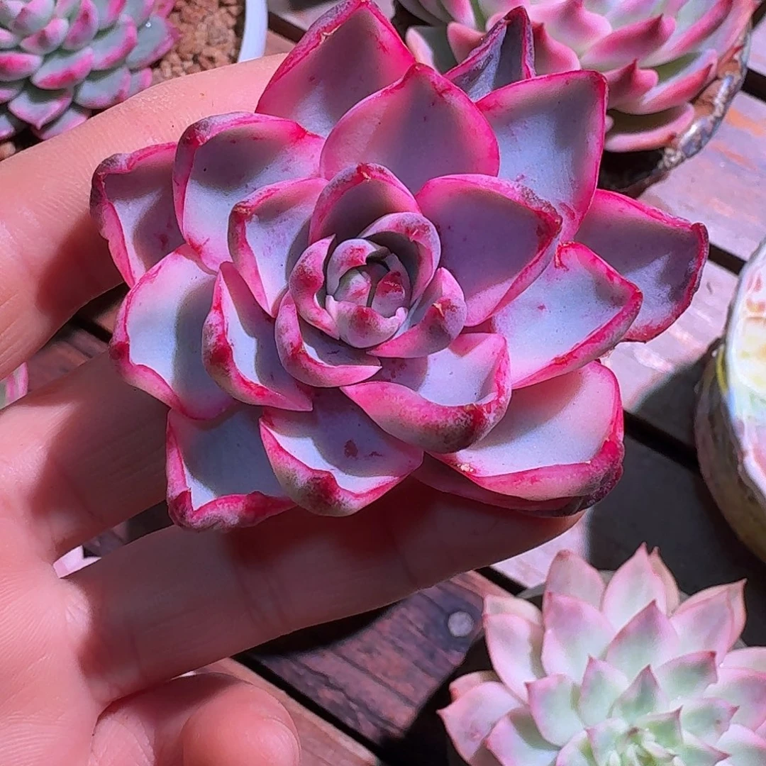 赫拉锦多肉多肉多肉