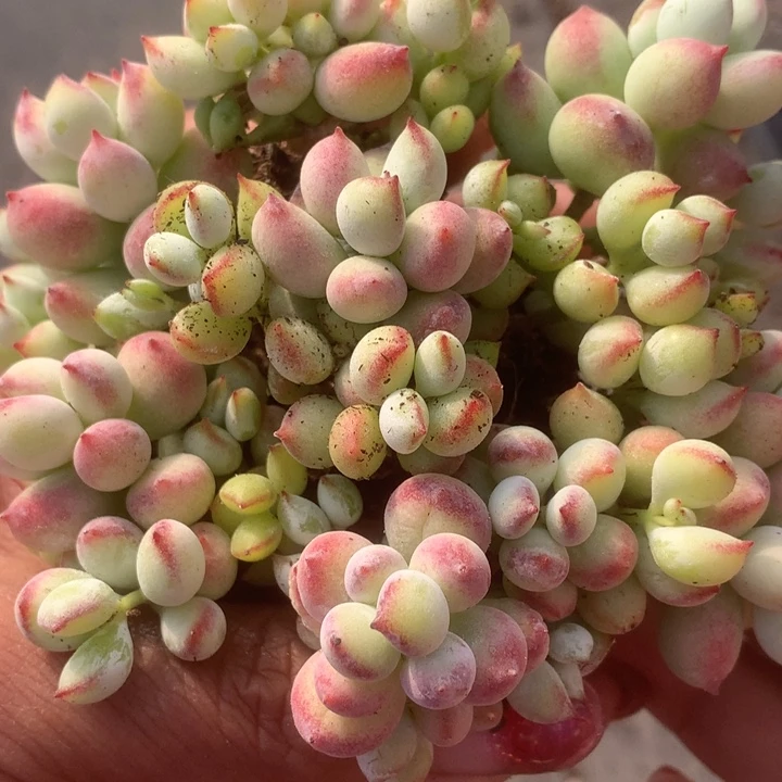 达摩7颗。（满9.99包邮不满9.99发叶子）