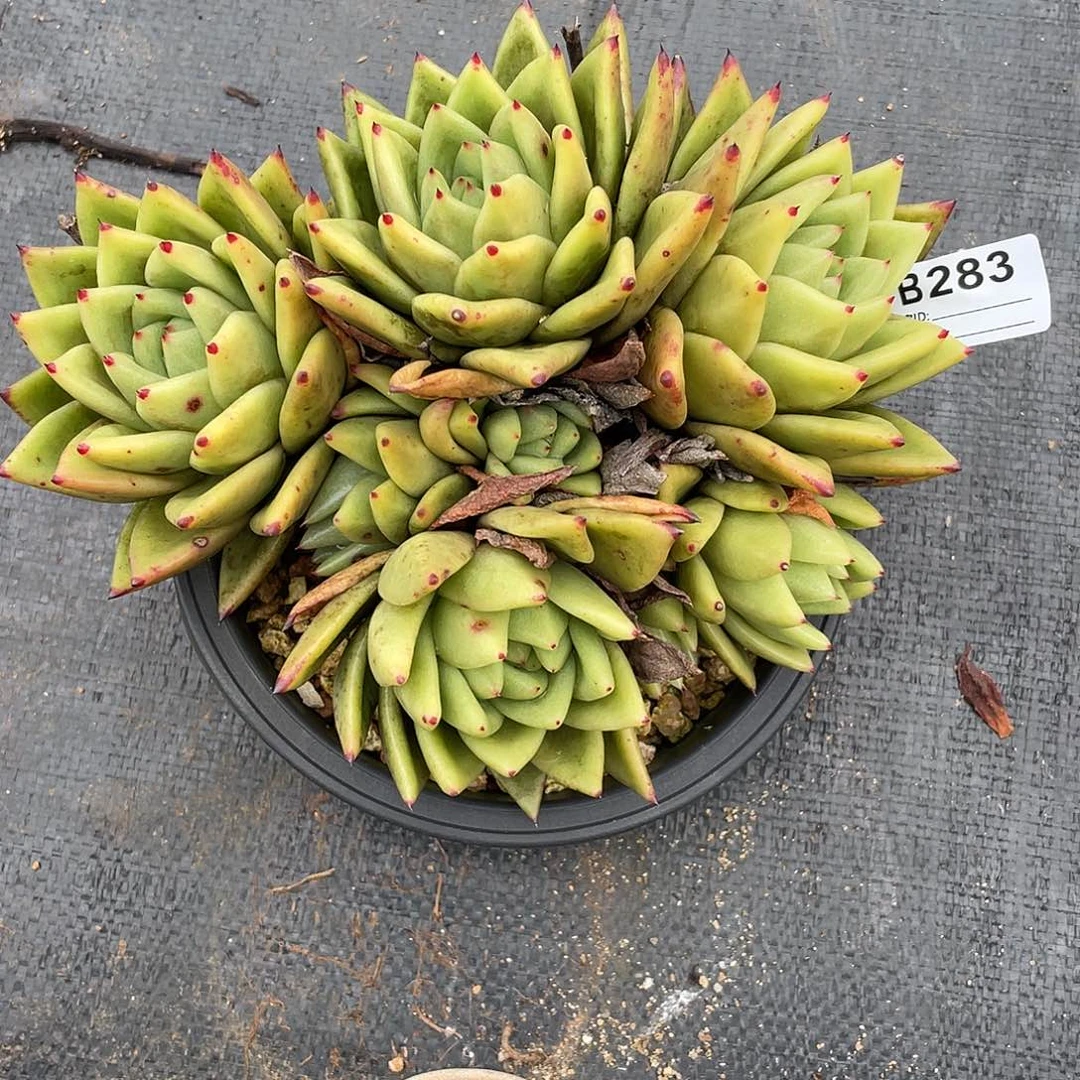 若如东云单拍B283