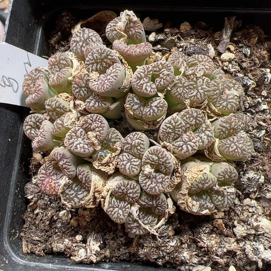【闪购商品】373 紫鸟 福利