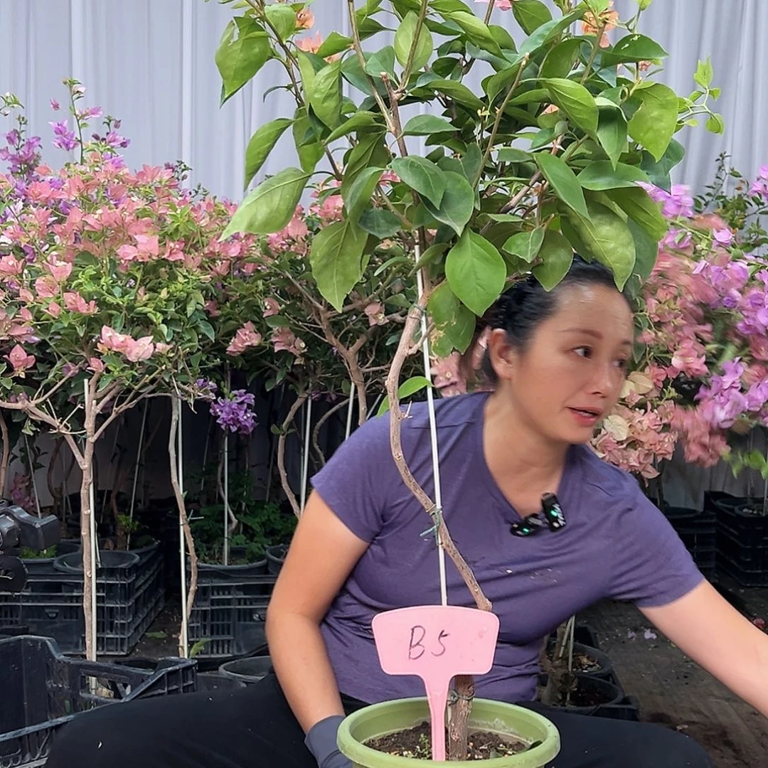 云***当前无花栽培后可以开花B5波妹