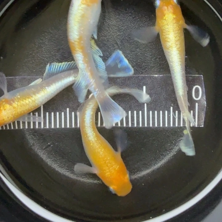 青鳉鱼红白赤壁5号