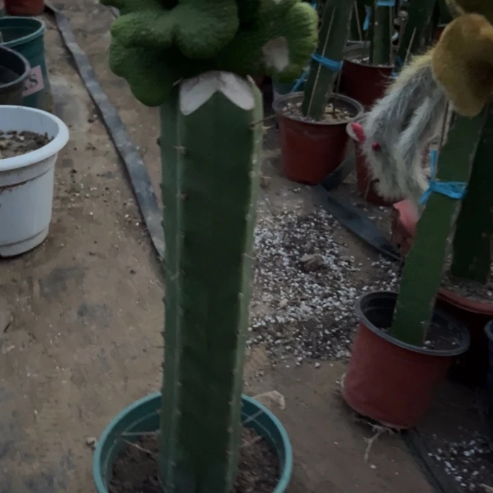 季***末青蛇缀化无售后微瑕