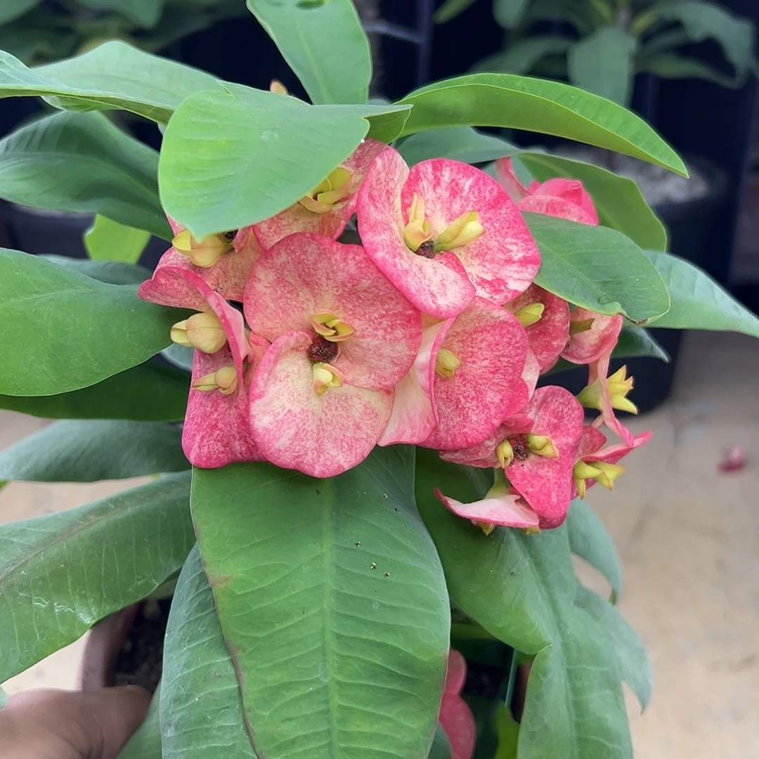 星城泰国大花虎刺梅