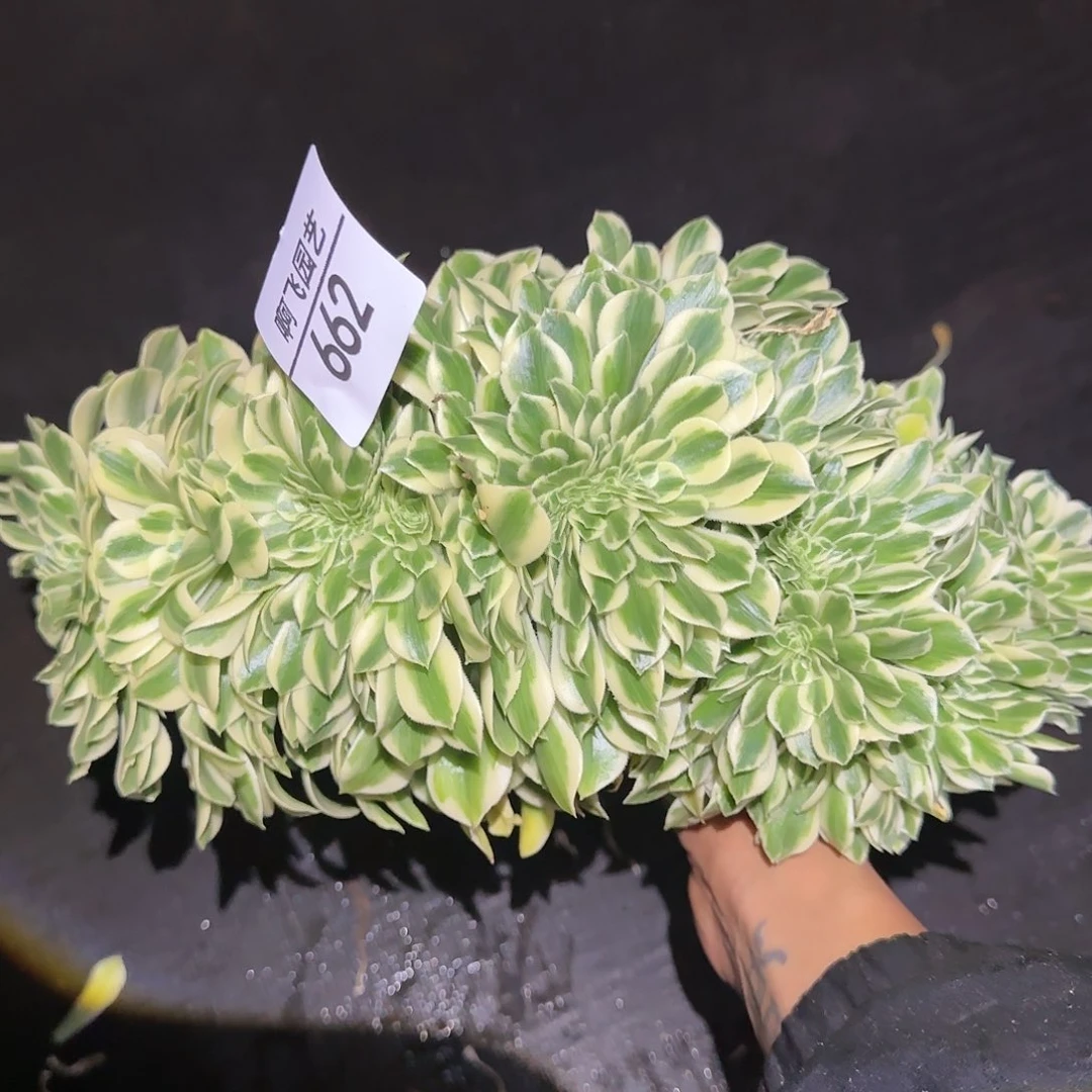 *️*662多肉 迈巴赫缀法师