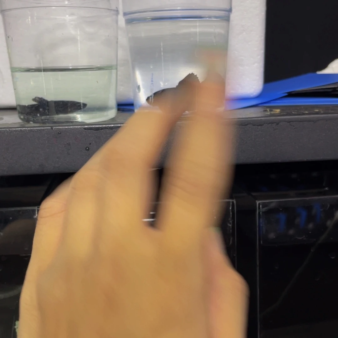 海水鱼1公一母黑婚纱