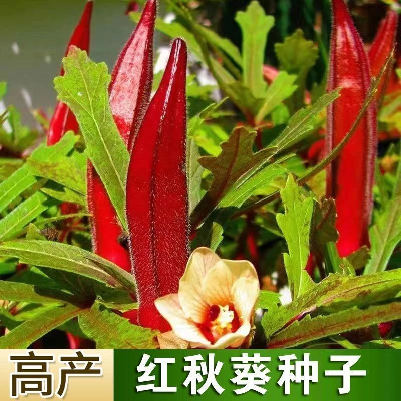 F218红秋葵四季蔬菜仔菜红秋葵种子种籽春播早熟秋癸春季蔬莱阳台