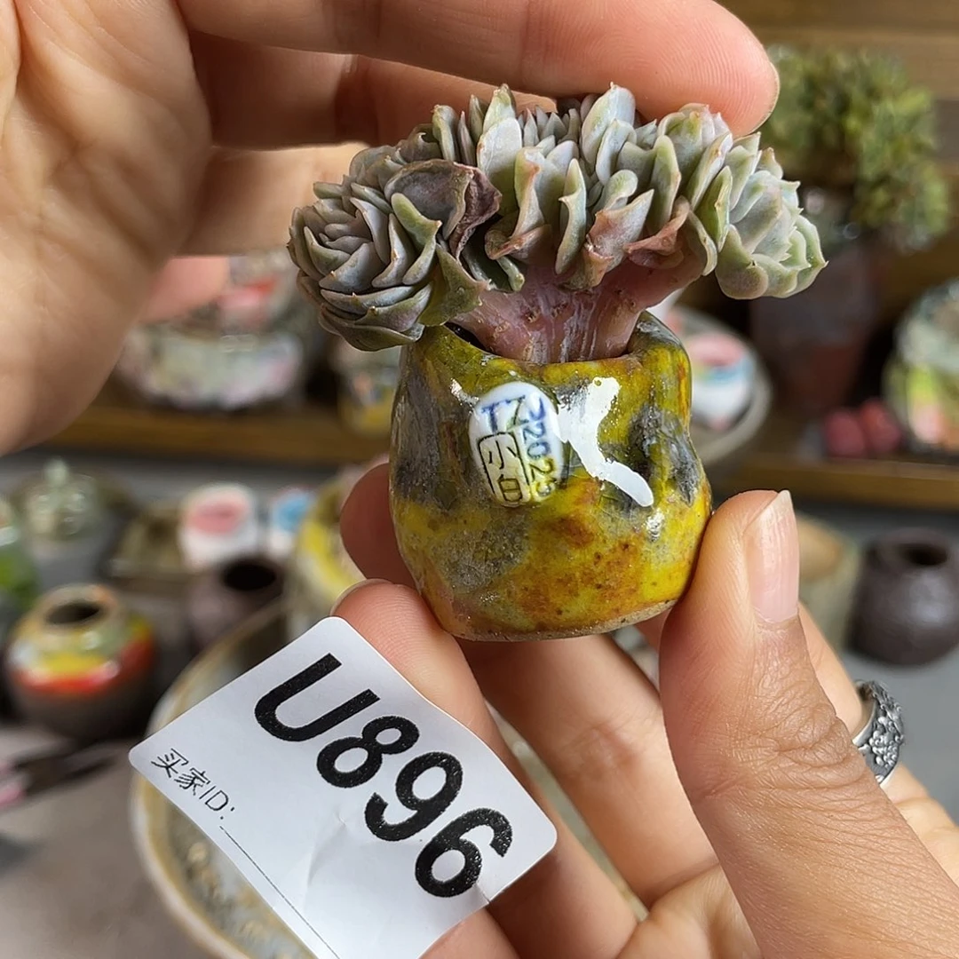 小白孤品 不含肉 内口 2百搭