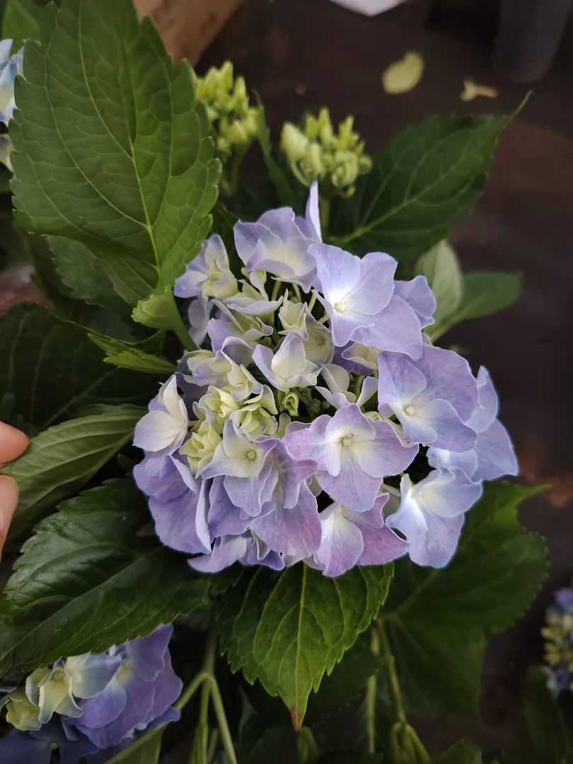 蓝宝石大花重瓣绣球花四季开花可阳台庭院盆栽地栽