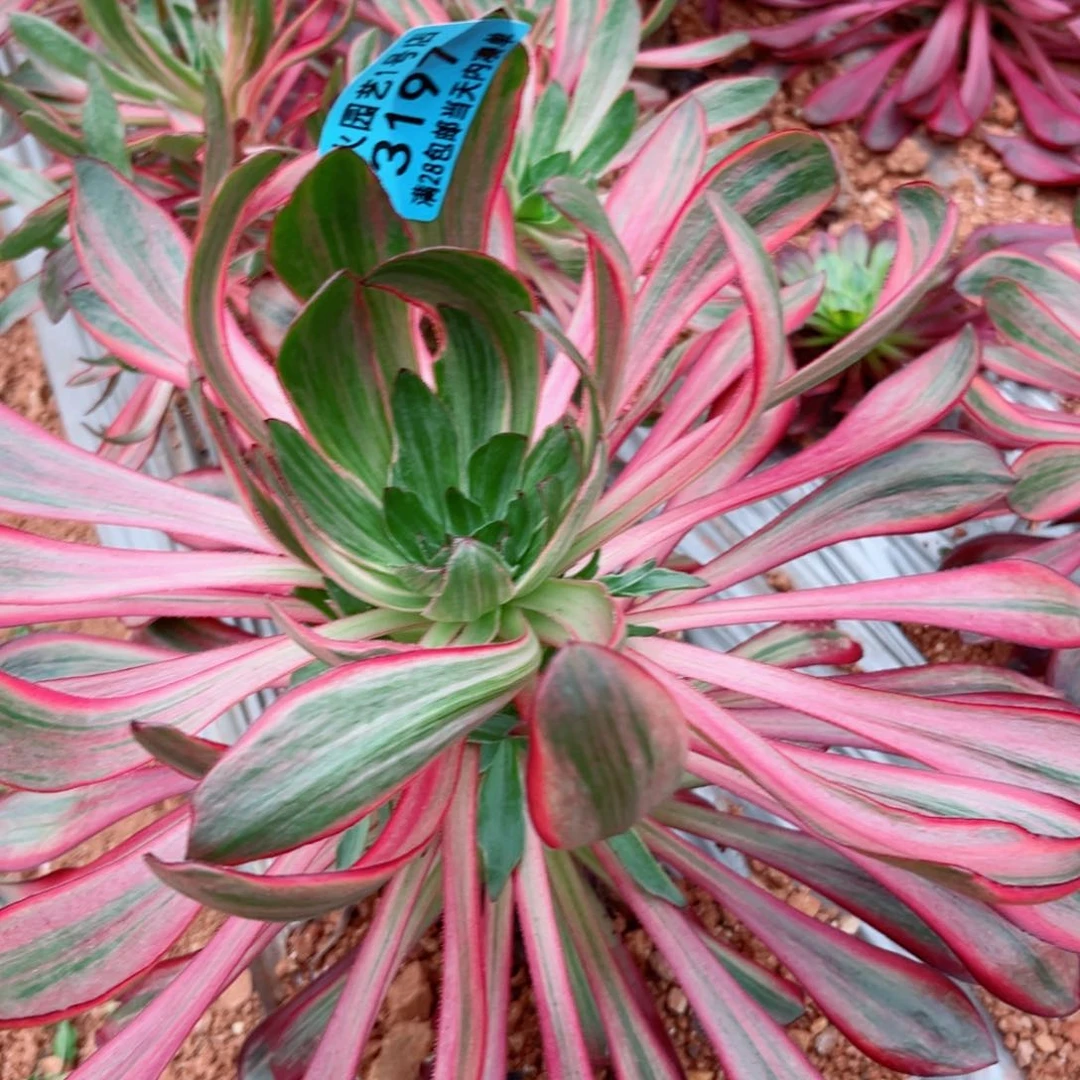 火凤3197多肉植物