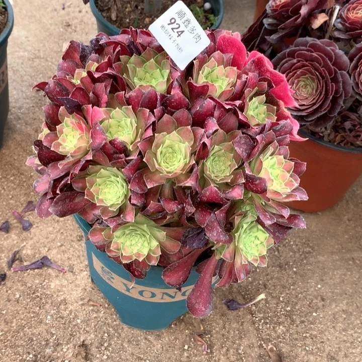 弘**选924韶华多肉植物特价不售后