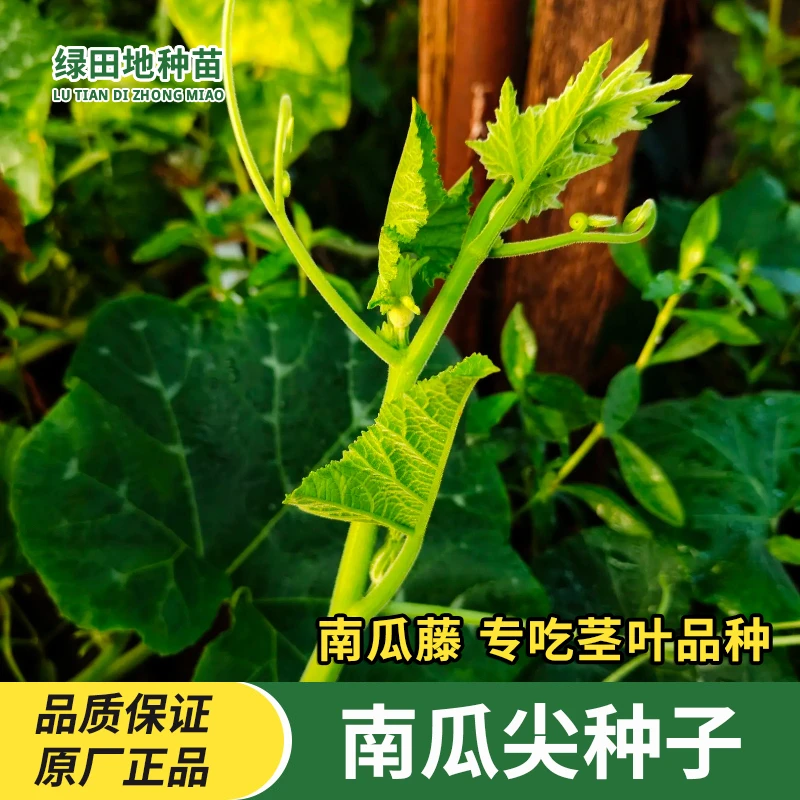 南瓜尖种子南瓜苗种子专吃南瓜藤茎嫩叶四季春播秋播家庭蔬菜种子
