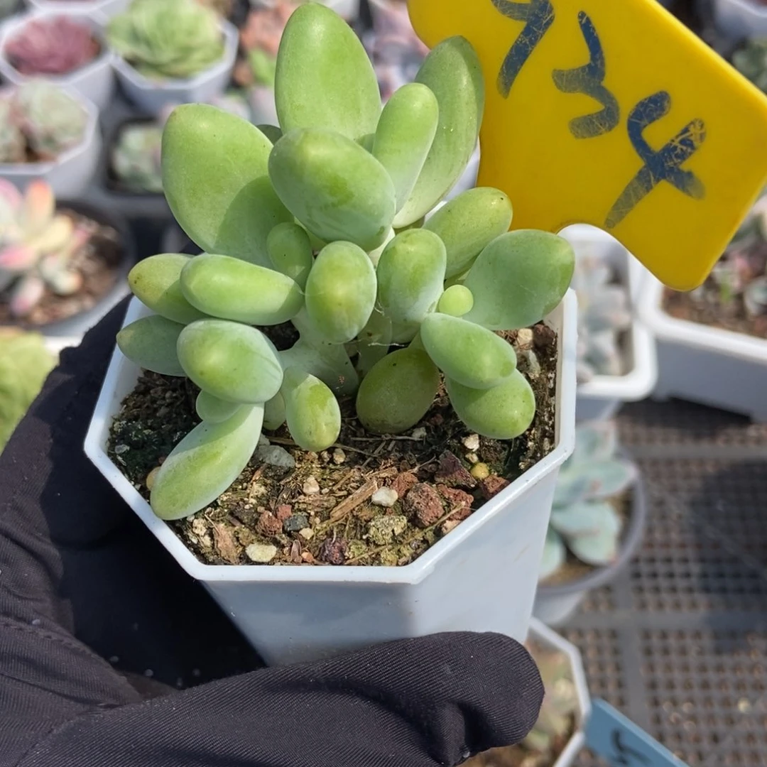 934芒果奶多肉植物保护