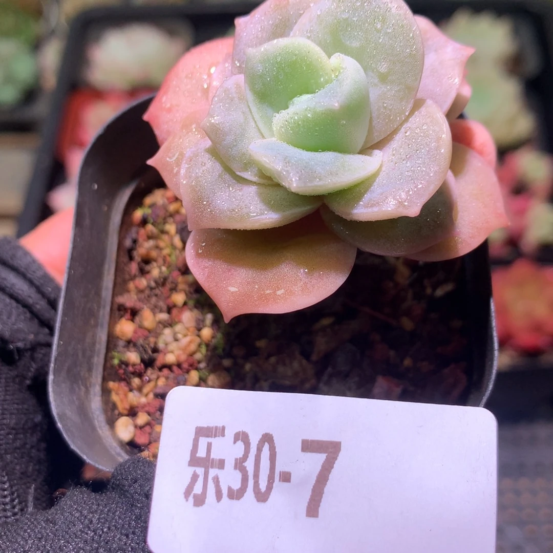 乐然30-7 可爱玫瑰