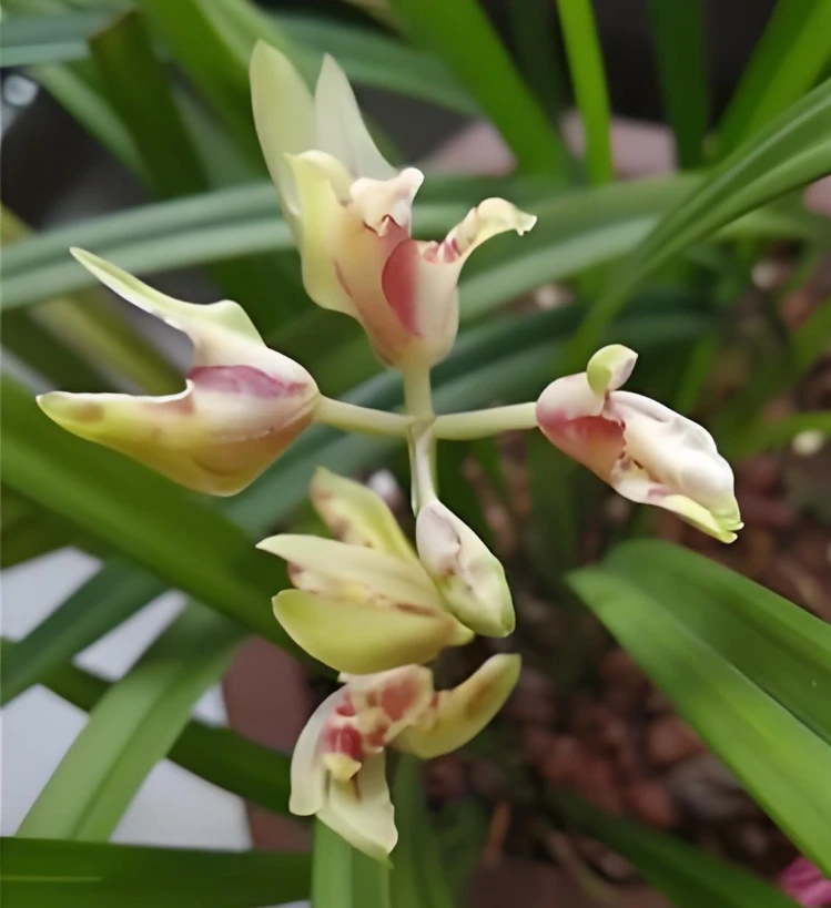建兰铭品【花蝴蝶】浓香型四季兰室内室外好养易活