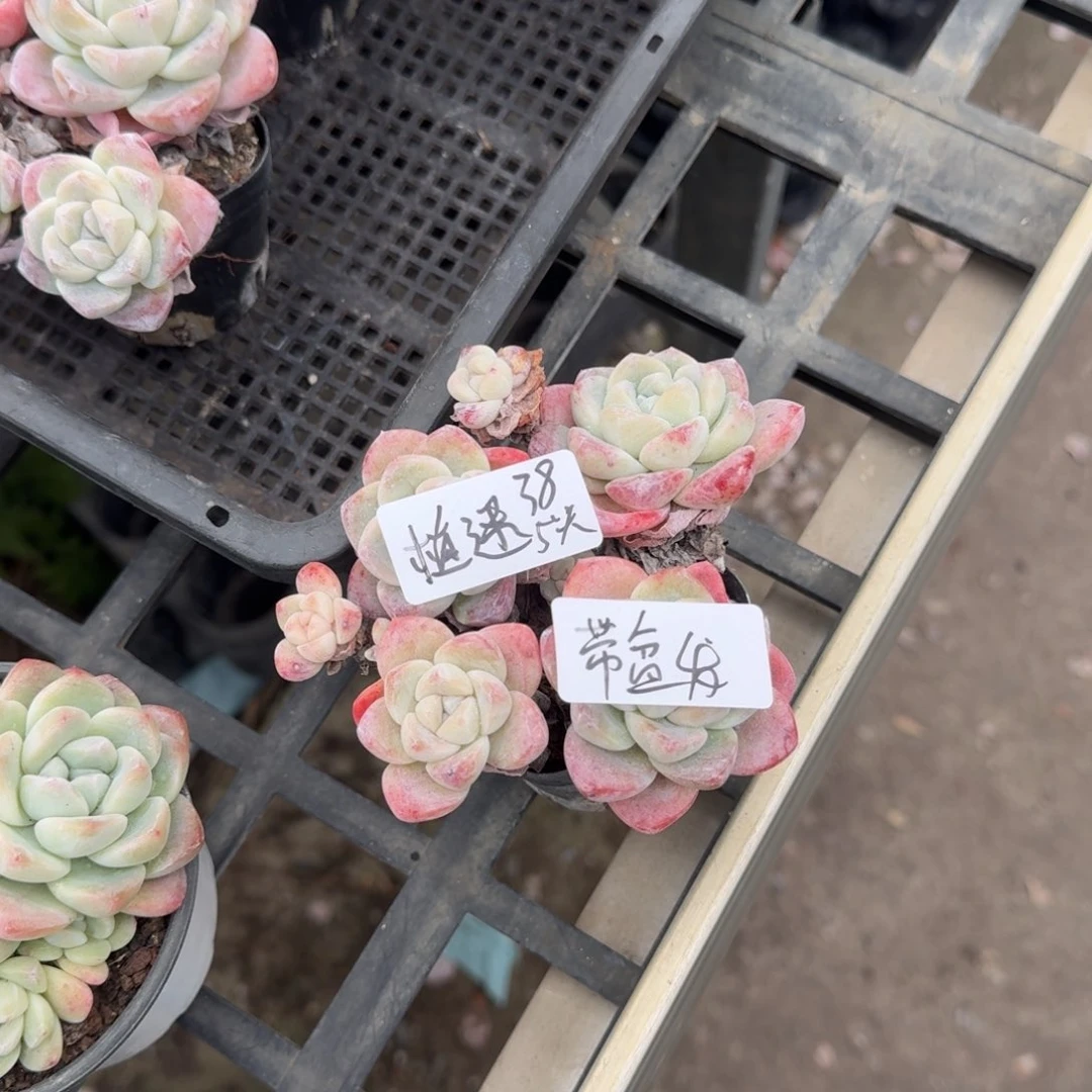 植*植谜冰玉5头带盆土发货