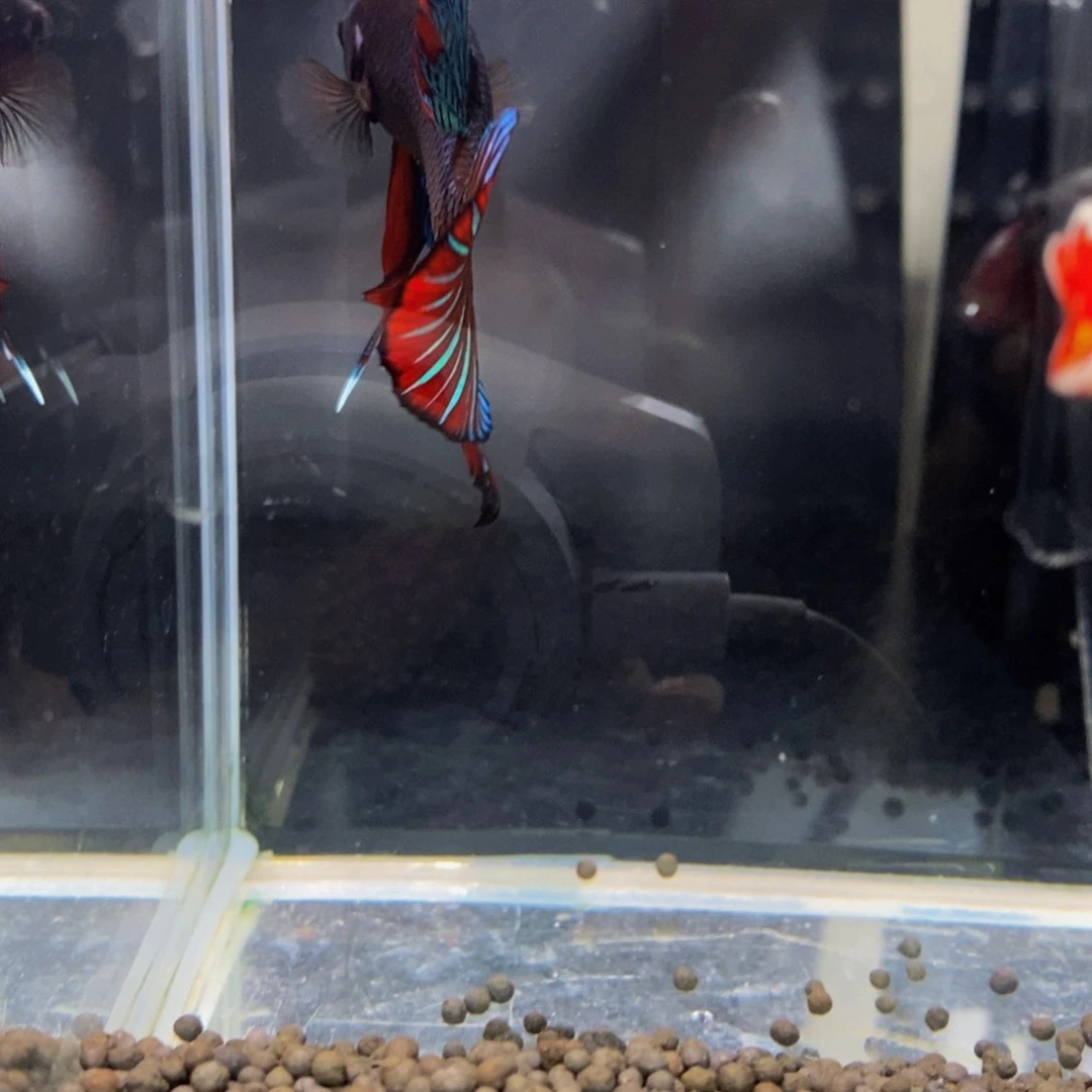 斗鱼295巨斗11111