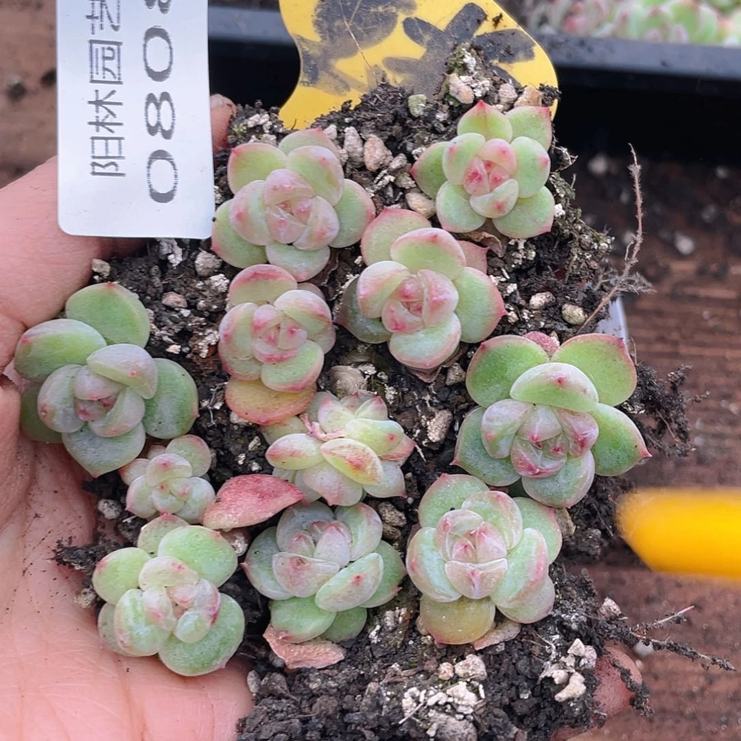 量拍多肉植物多肉植物808