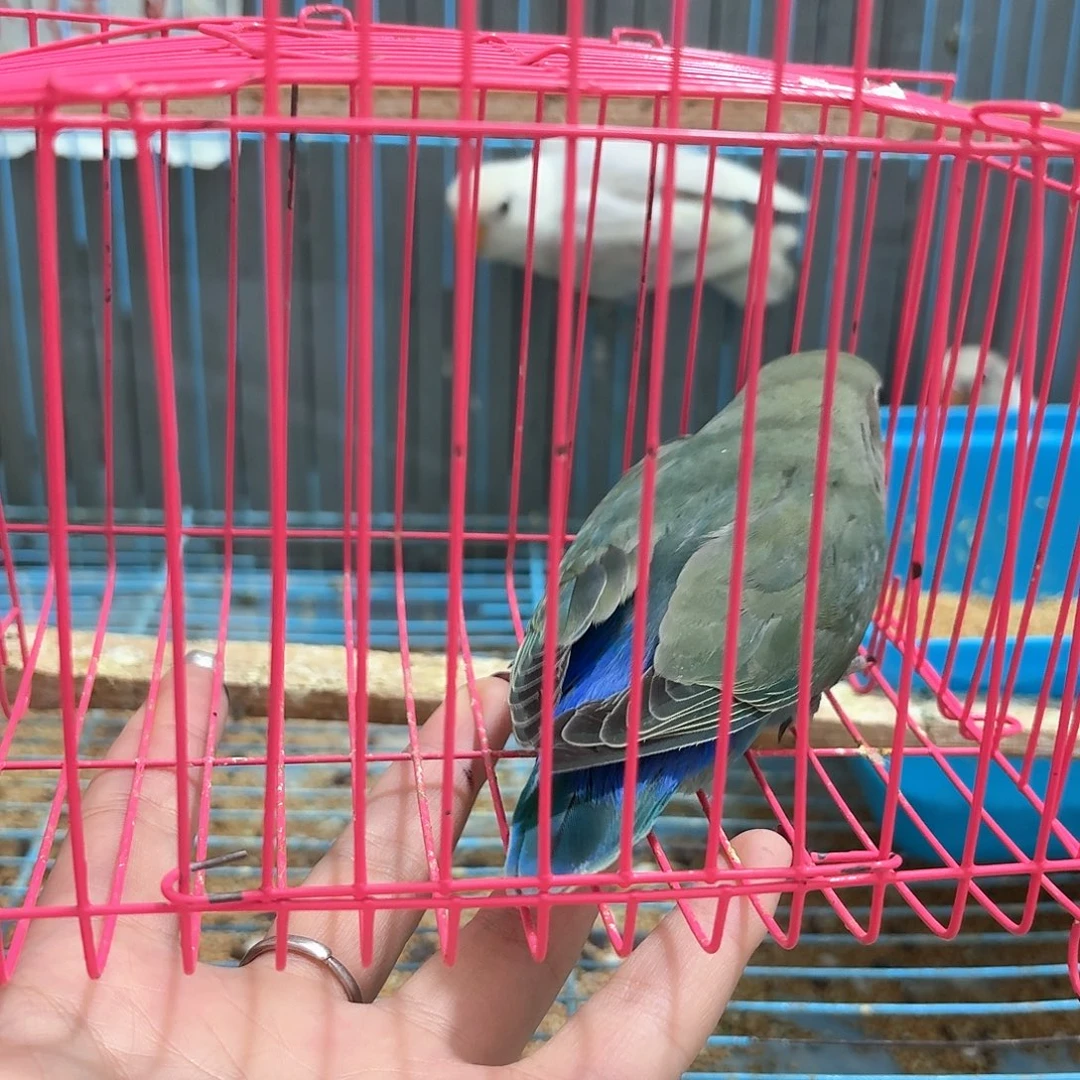 一***活桃脸牡丹鹦鹉精品牡丹绿金顶