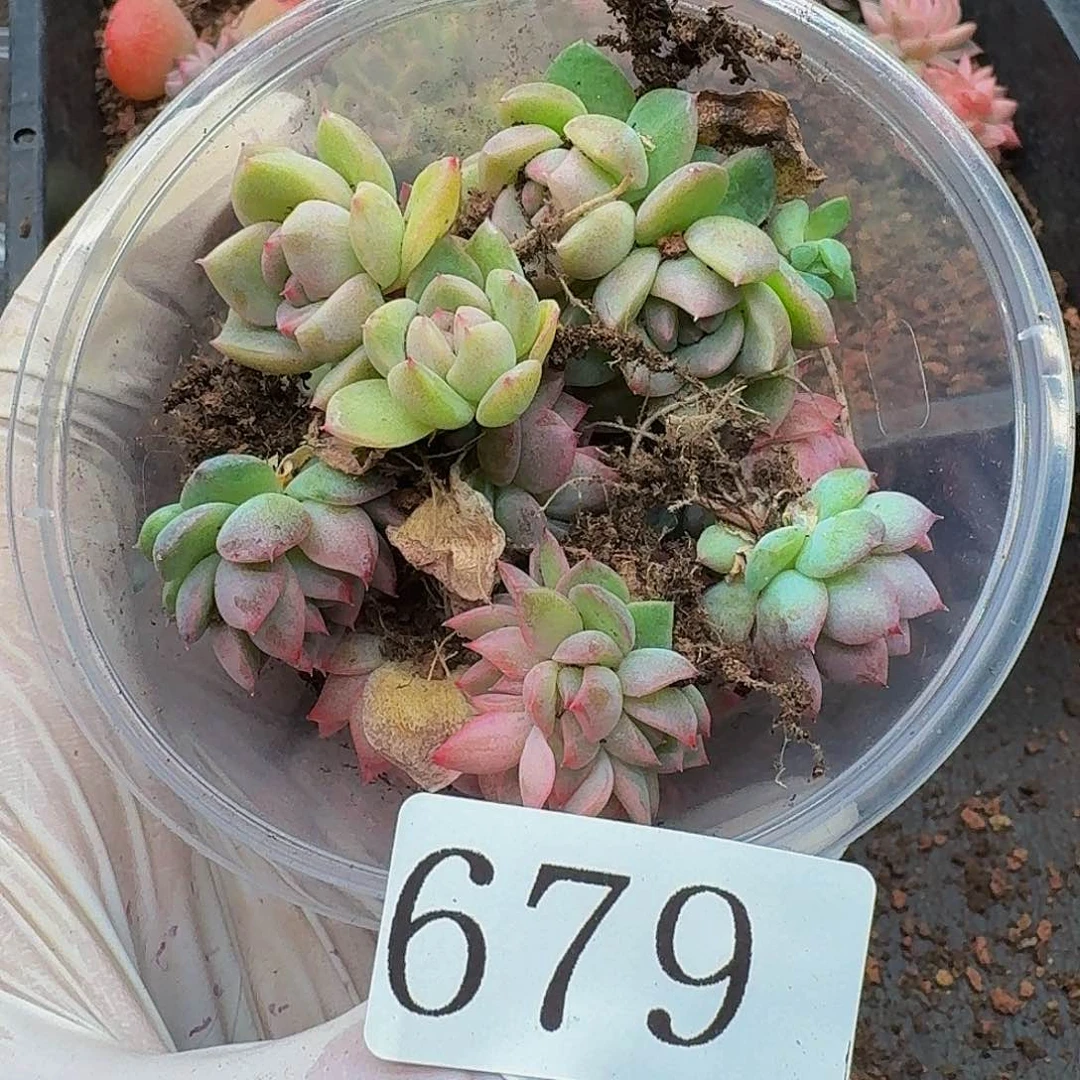 天****手多肉植物多肉植物679