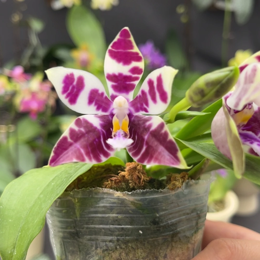 完全开放2.5寸3667开花株