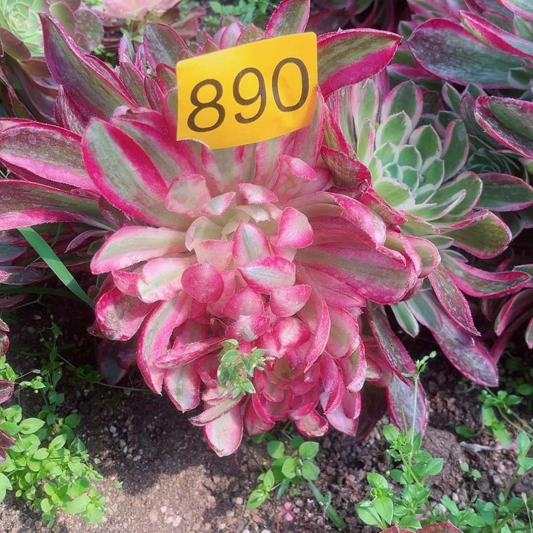 890孔雀翎多肉植物