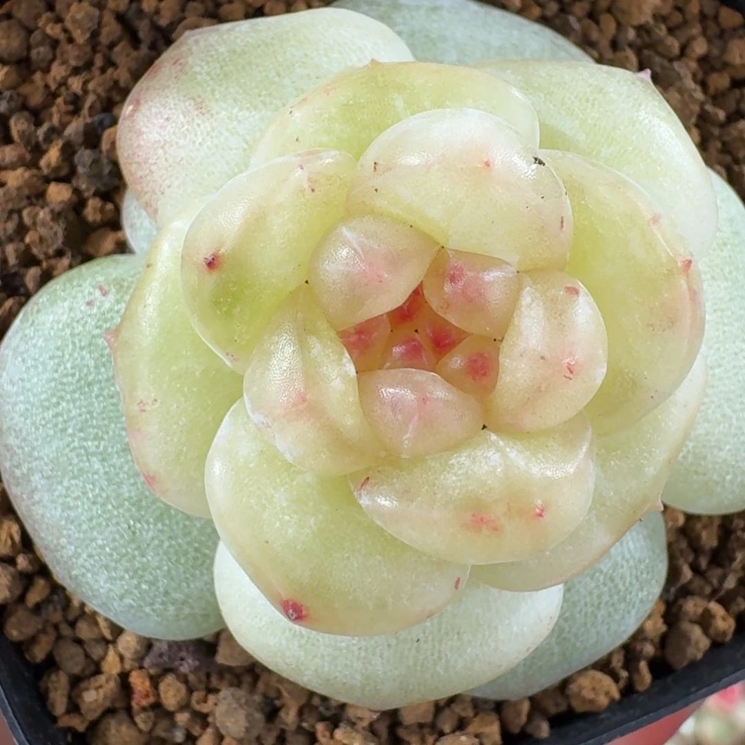 1204-38-荼蘼单头一颗