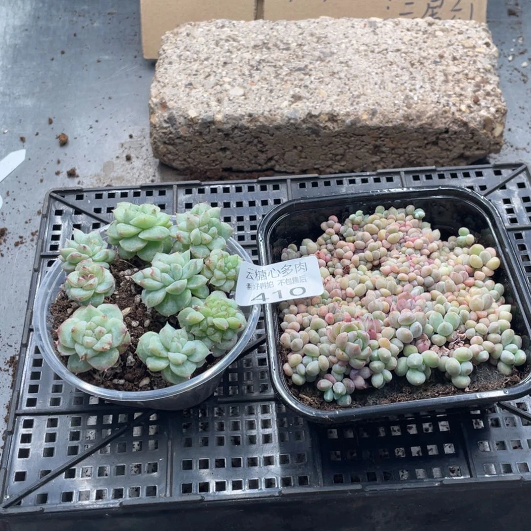云糖心多肉植物410