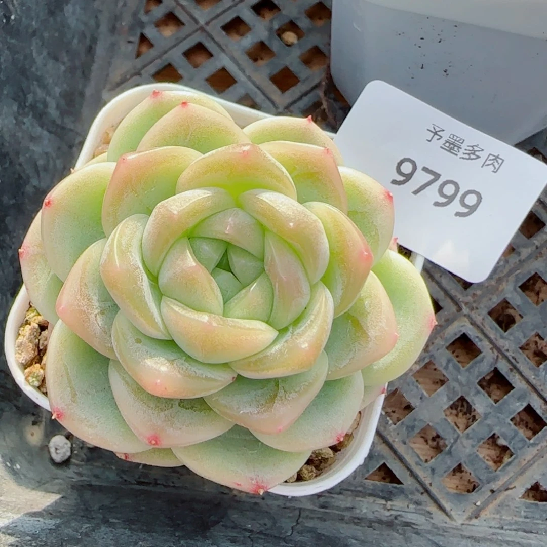 财富密码，9799多肉植物