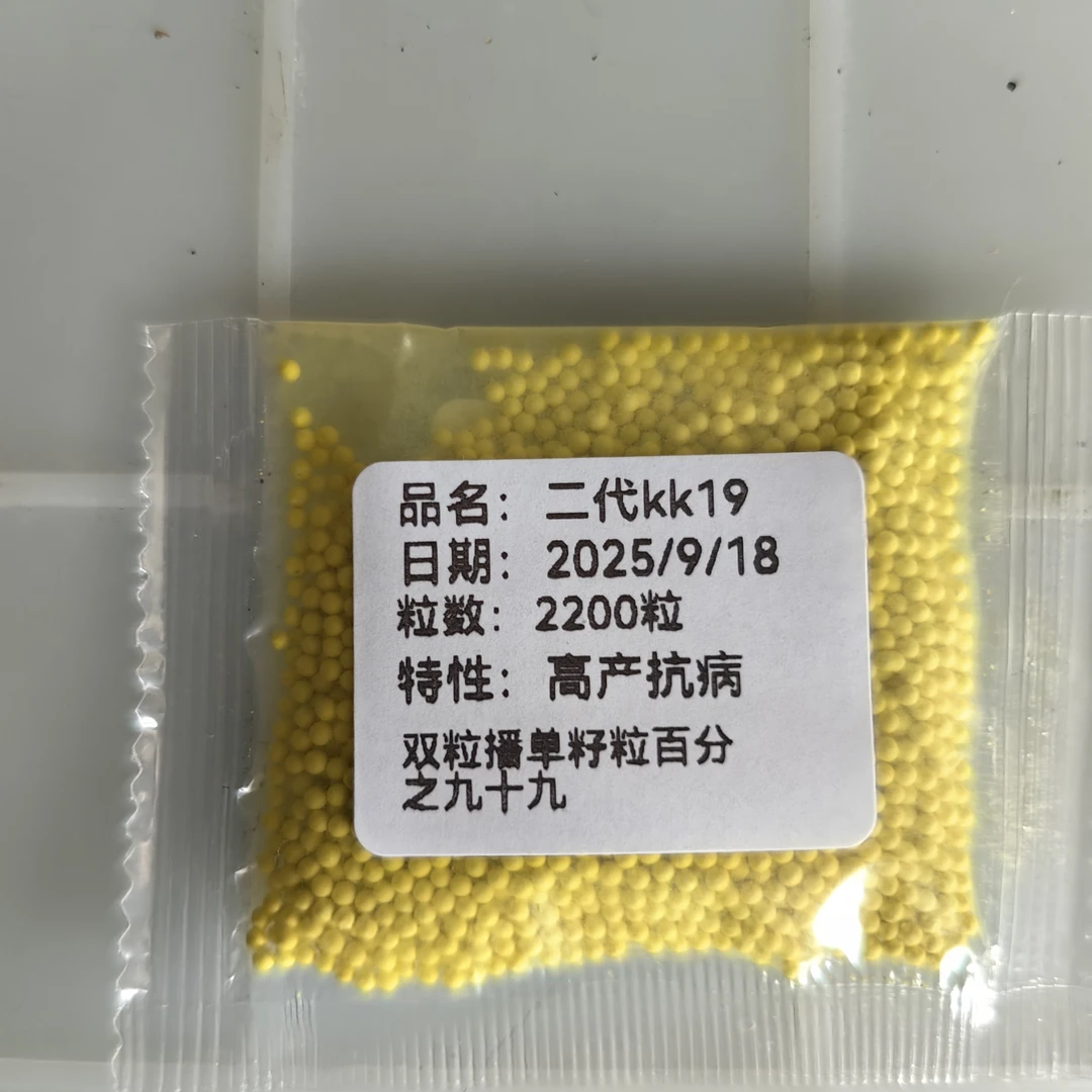 二代kk19，2200粒高产适应云贵川海拔1900以下种植