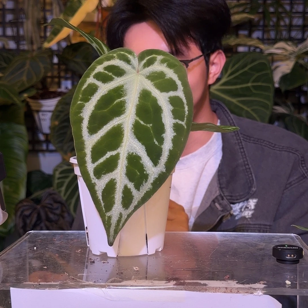 完全开放F604 银色幻想