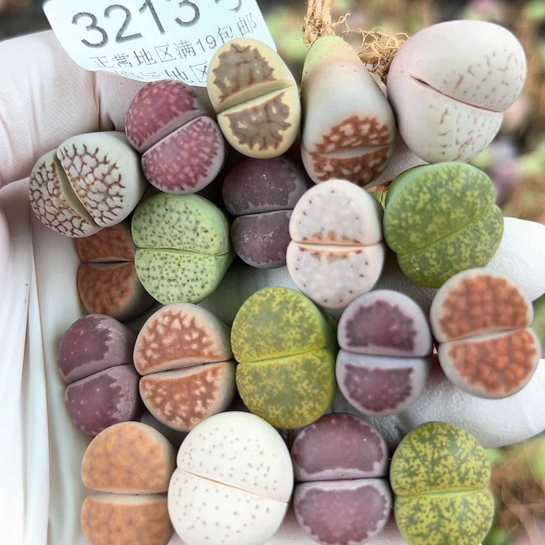 3213 好养易活生石花大母本19个