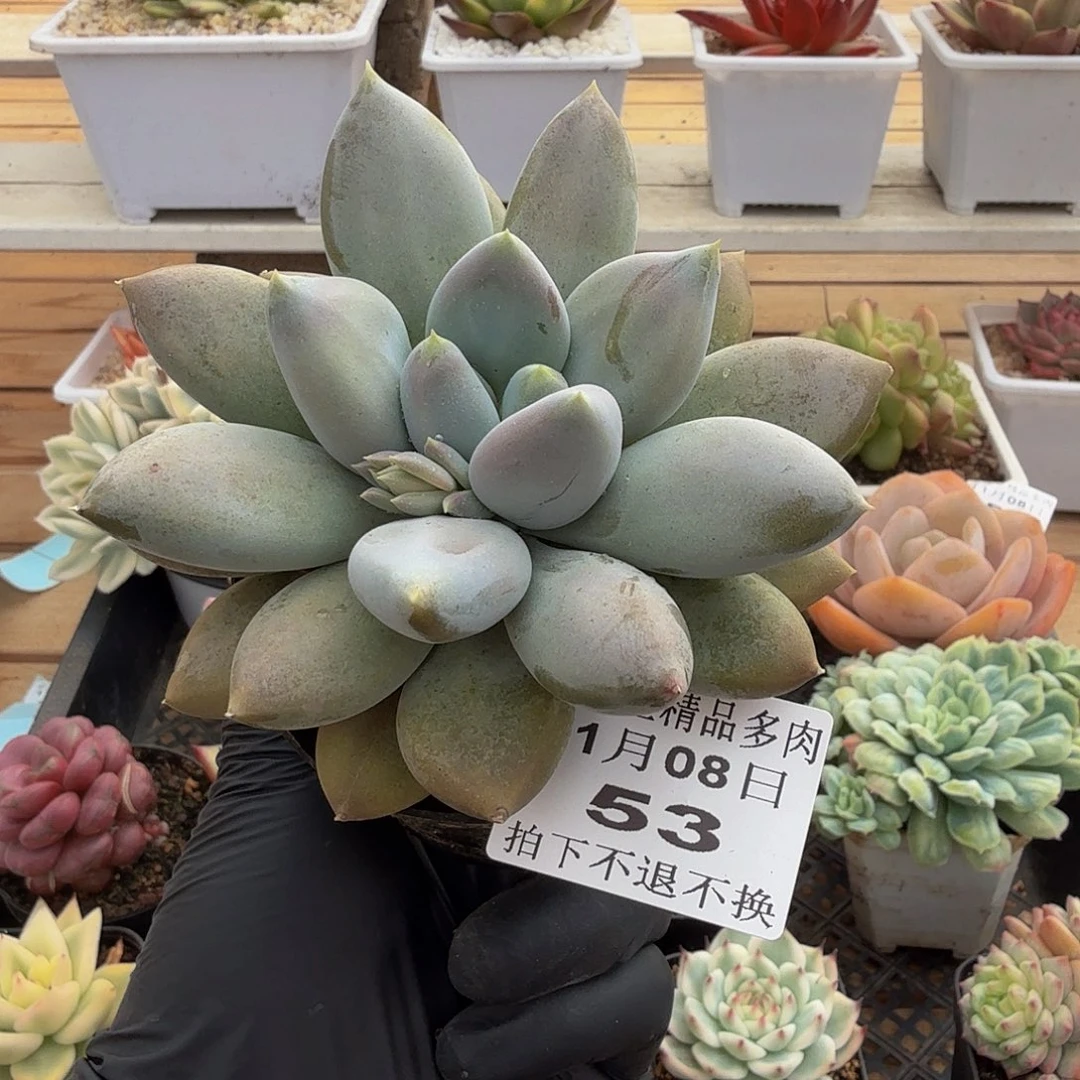 1108-53哥特萝莉胖体