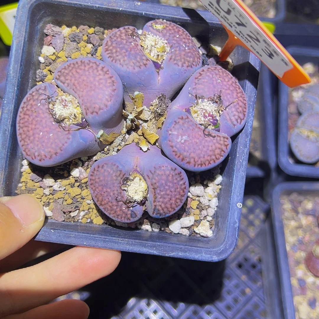723 一物一拍，默认有伤，介意勿拍，不退不换