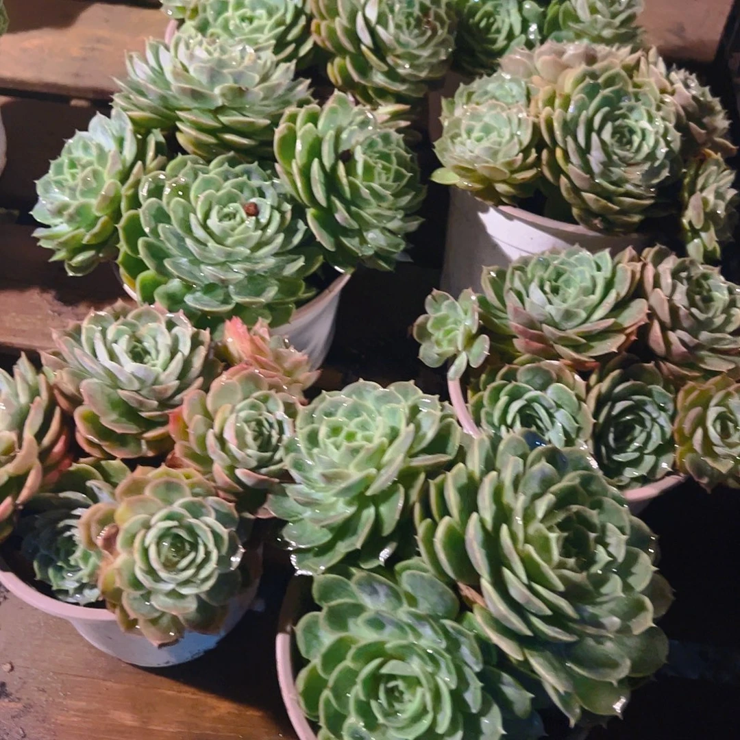 精品多肉植物昂斯诺七个