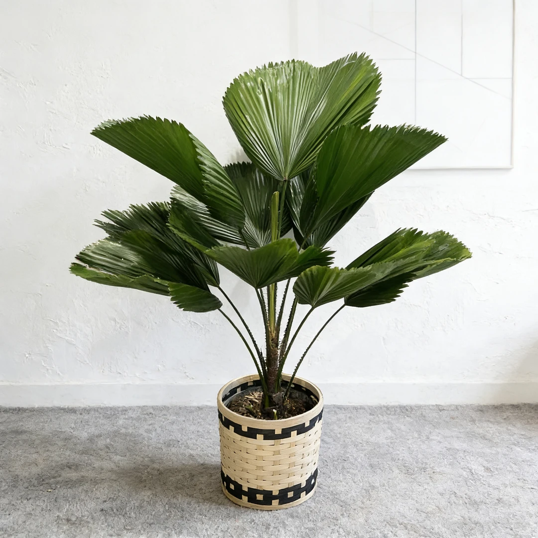 【超美圆叶轴榈】客厅圆形室内四季网红圆形扇季超美圆叶棕榈绿植