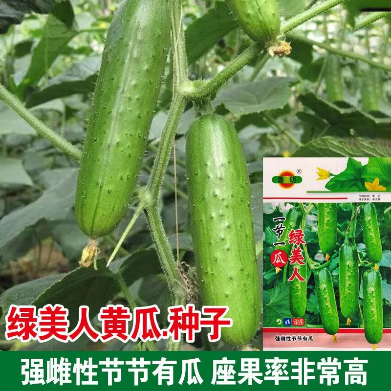 【绿美人水果黄瓜种子】迷你小黄瓜四季播节节瓜绿瓤黄瓜种子
