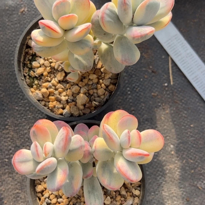 无花朵311号福娘锦两个无砍