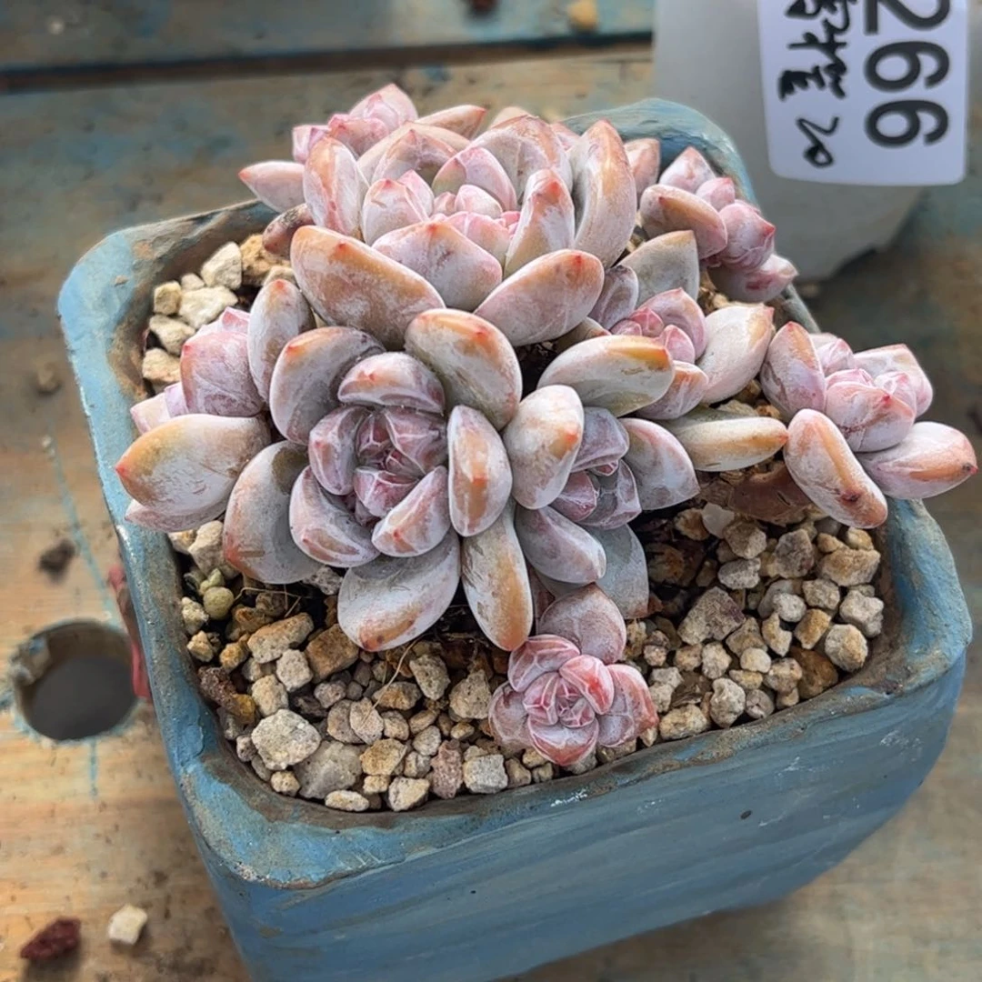 一物一拍：星晴精品