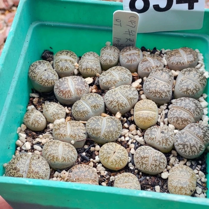 854白弁天带盆l l l l l l