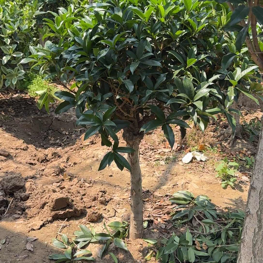 无花朵平**乐桂花。八月桂系列