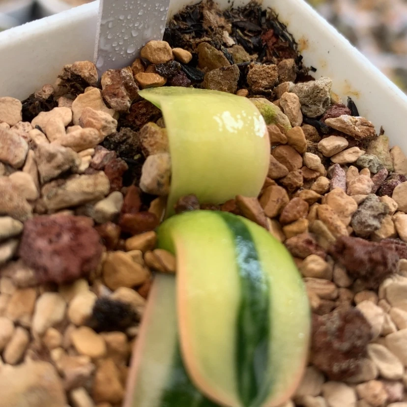 【闪购商品】1号蜗牛