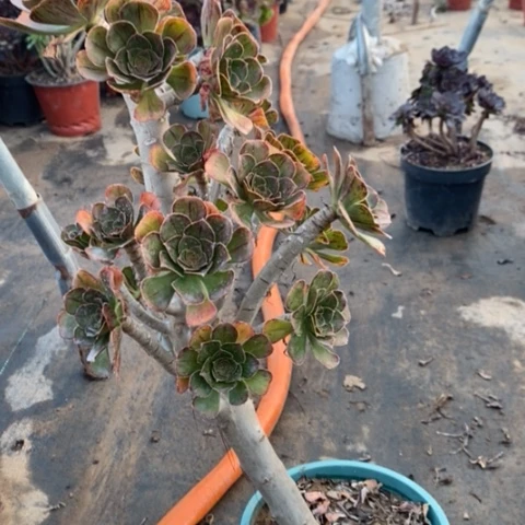 拉丝锦28多肉植物法师